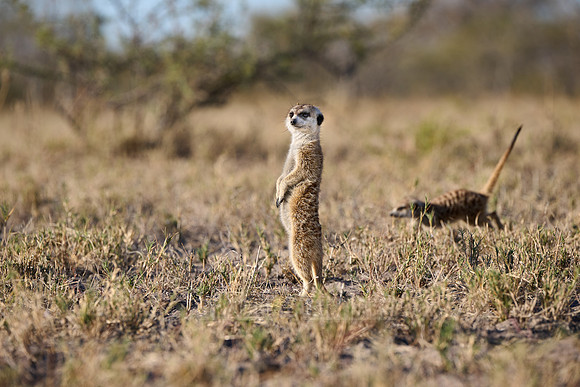meerkat (Suricata suricatta)