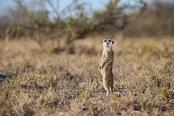 meerkat (Suricata suricatta)