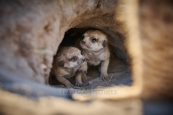 newborn meerkat (Suricata suricatta)