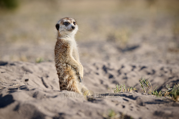 meerkat (Suricata suricatta)