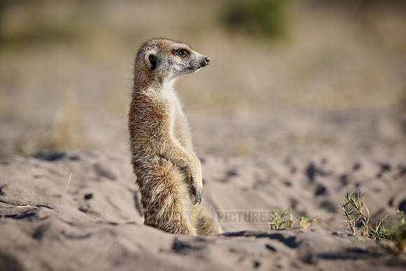 meerkat (Suricata suricatta)