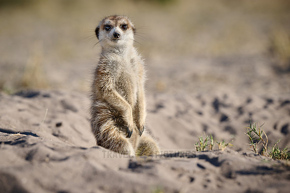 meerkat (Suricata suricatta)