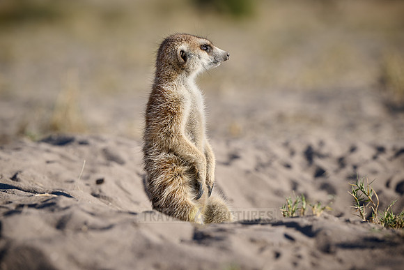 meerkat (Suricata suricatta)