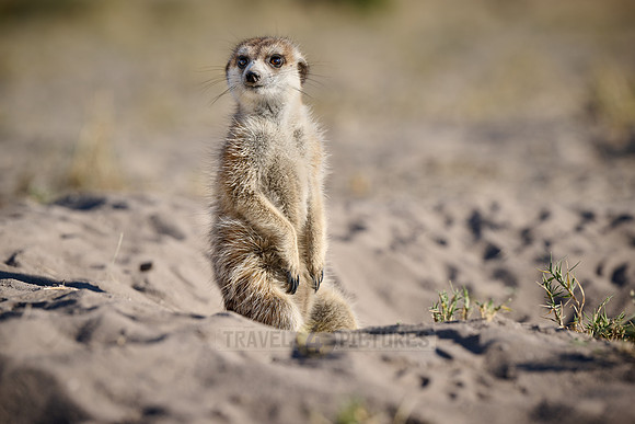 meerkat (Suricata suricatta)