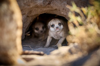 meerkats, Makgadikgadi National Park 06-2025