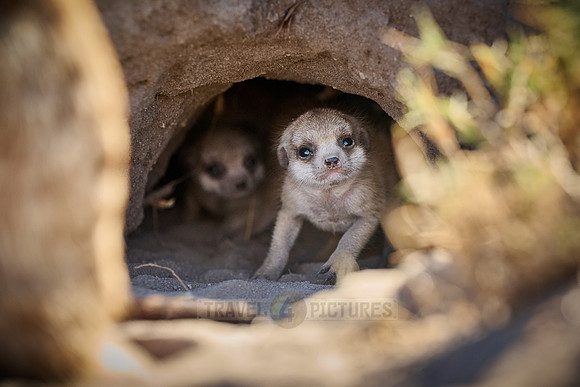 newborn meerkat (Suricata suricatta)