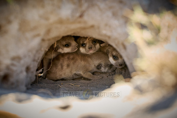 newborn meerkat (Suricata suricatta)