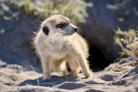 meerkat (Suricata suricatta)