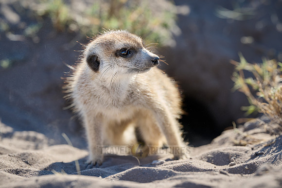 meerkat (Suricata suricatta)