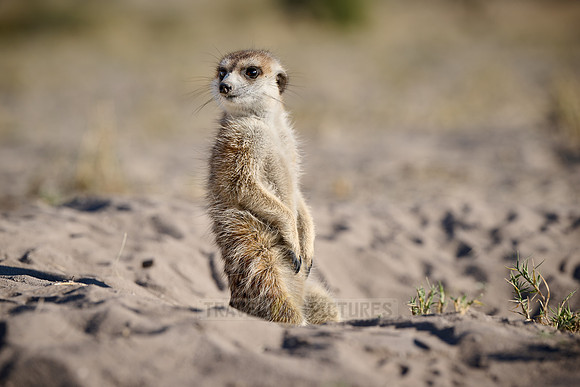 meerkat (Suricata suricatta)