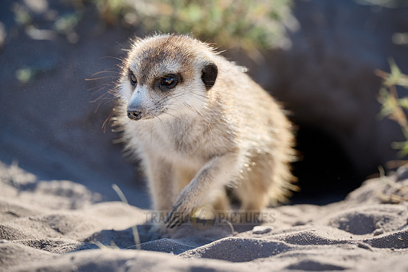 meerkat (Suricata suricatta)