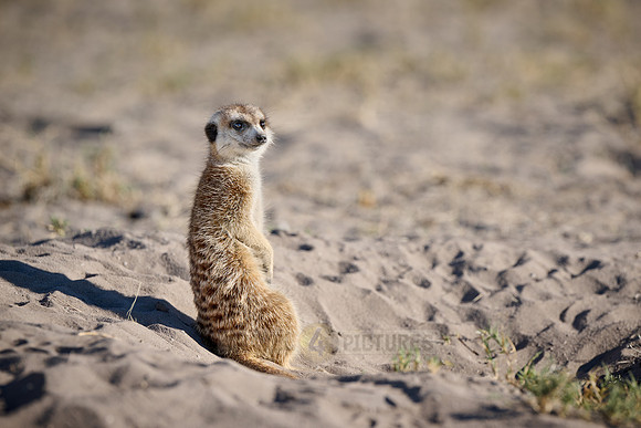 meerkat (Suricata suricatta)