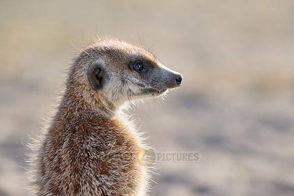 meerkat (Suricata suricatta)