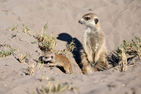 newborn meerkat (Suricata suricatta)