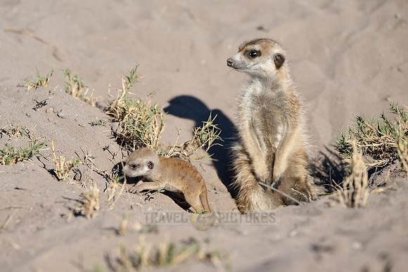 newborn meerkat (Suricata suricatta)