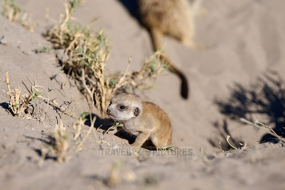 newborn meerkat (Suricata suricatta)