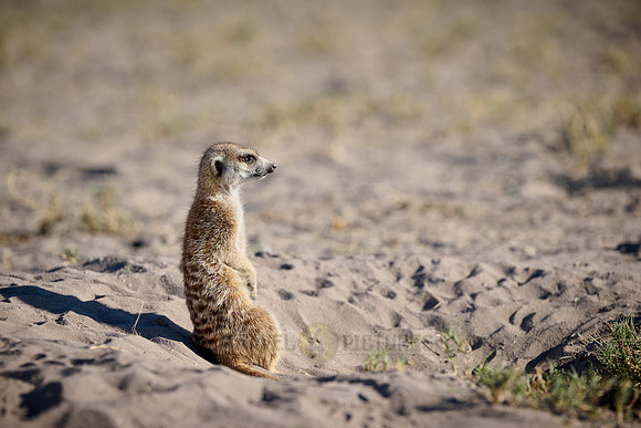 meerkat (Suricata suricatta)