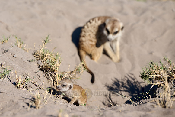 newborn meerkat (Suricata suricatta)