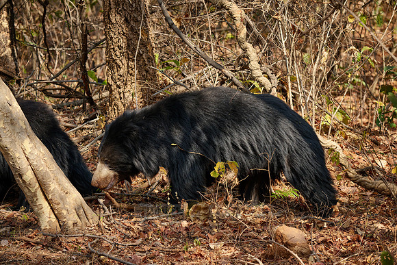 sloth bear (Melursus ursinus)