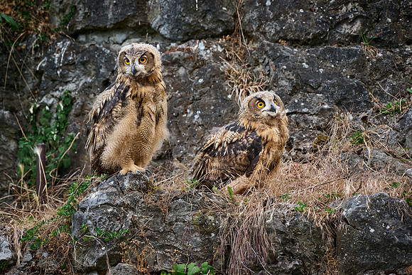 Eurasian eagle-owl (Bubo bubo), two youngster on a rock