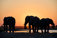 male African bush elephant (Loxodonta africana) during sunset at waterhole