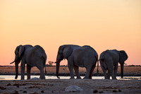 male African bush elephant (Loxodonta africana) during sunset at waterhole