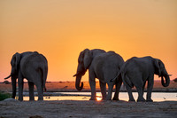 male African bush elephant (Loxodonta africana) during sunset at waterhole