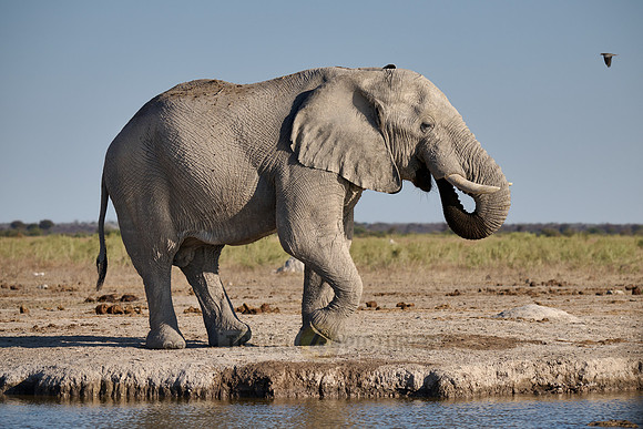 male African bush elephant (Loxodonta africana) at waterhole