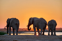 male African bush elephant (Loxodonta africana) during sunset at waterhole