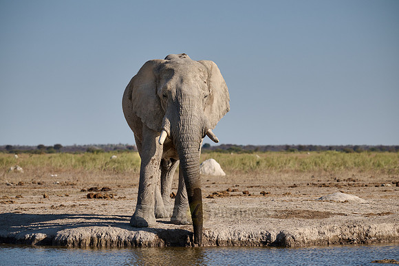 male African bush elephant (Loxodonta africana) at waterhole