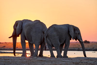 male African bush elephant (Loxodonta africana) during sunset at waterhole