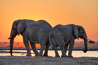 African Elephant at sunset, Nxai Pan National Park, Botswana 06-2025