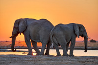 male African bush elephant (Loxodonta africana) during sunset at waterhole