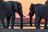 male African bush elephant (Loxodonta africana) during sunset at waterhole