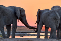 male African bush elephant (Loxodonta africana) during sunset at waterhole