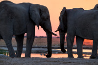 male African bush elephant (Loxodonta africana) during sunset at waterhole