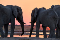 male African bush elephant (Loxodonta africana) during sunset at waterhole
