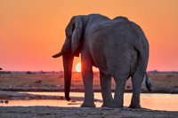 male African bush elephant (Loxodonta africana) during sunset at waterhole
