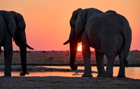 male African bush elephant (Loxodonta africana) during sunset at waterhole