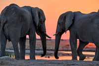male African bush elephant (Loxodonta africana) during sunset at waterhole