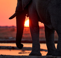 male African bush elephant (Loxodonta africana) during sunset at waterhole