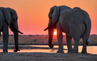 male African bush elephant (Loxodonta africana) during sunset at waterhole