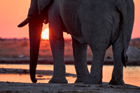 male African bush elephant (Loxodonta africana) during sunset at waterhole