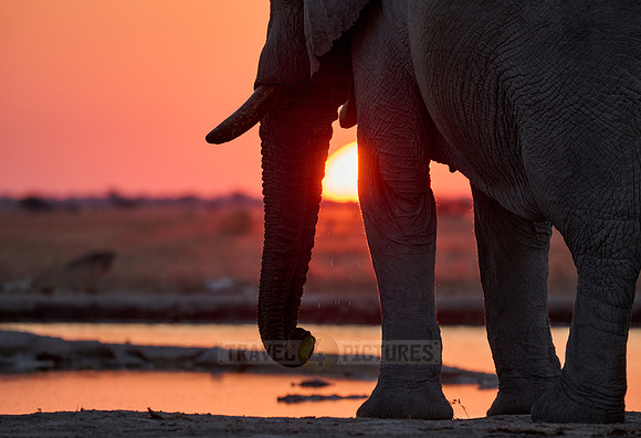 male African bush elephant (Loxodonta africana) during sunset at waterhole