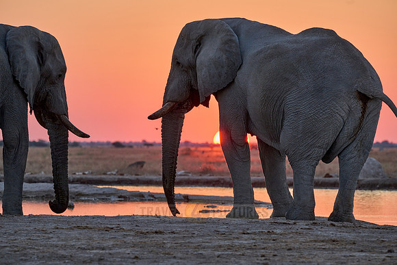 male African bush elephant (Loxodonta africana) during sunset at waterhole