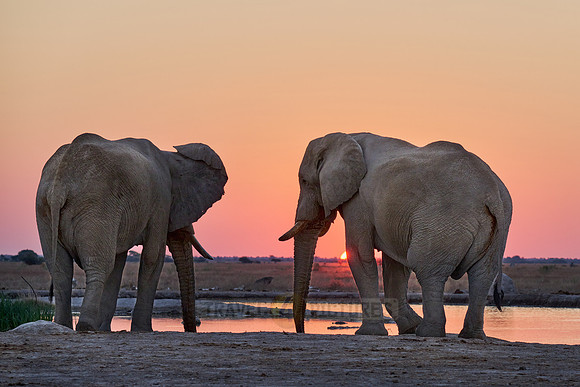 male African bush elephant (Loxodonta africana) during sunset at waterhole