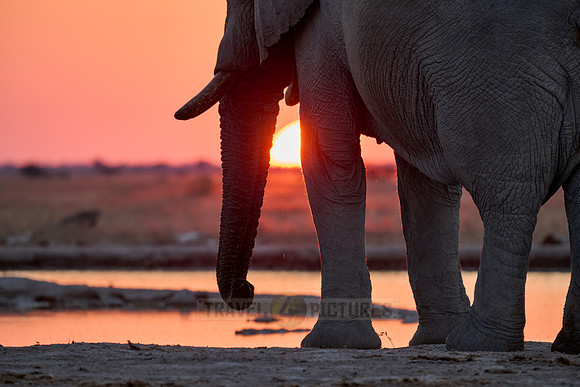 male African bush elephant (Loxodonta africana) during sunset at waterhole