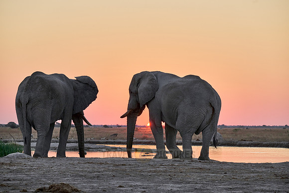 male African bush elephant (Loxodonta africana) during sunset at waterhole