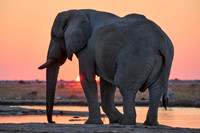 male African bush elephant (Loxodonta africana) during sunset at waterhole