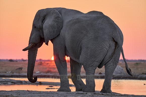 male African bush elephant (Loxodonta africana) during sunset at waterhole